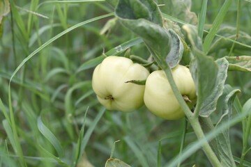 Obraz premium Green unripe Tomato, Green tomatoes plantation. Organic farming, young unripe tomato plant growth in greenhouse, Fresh green unripe tomatoes growing in the garden, Vegetable plantation with tomatoes