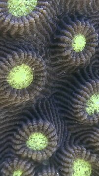 A close look at the colonial stone coral, likely Favia or Favites, thriving in the underwater ecosystems of the Philippines. Observe its intricate patterns and textures.