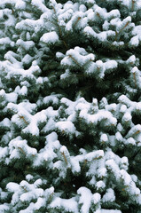 Beautiful winter nature background. fir tree (Picea pungens). texture of blue fir branches, snow covered. frozen snowy cold weather. winter season. full frame