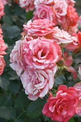 Beautiful pink white rose flower closeup in garden, A very beautiful pink white rose flower bloomed on the rose tree, Rose flower closeup, bloom flowers, Natural spring flower floral background