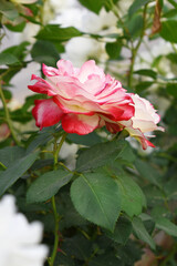 Beautiful pink white rose flower closeup in garden, A very beautiful pink white rose flower bloomed on the rose tree, Rose flower closeup, bloom flowers, Natural spring flower floral background