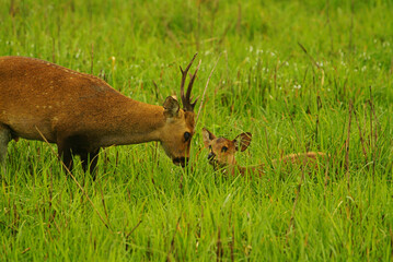 Mother and Fawn Indian Hog Deer Grazing on Grassland, Kaziranga National Park, Assam, India