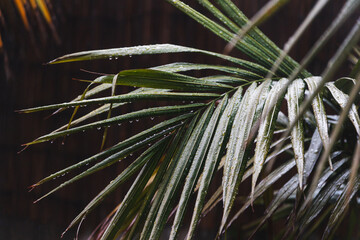 bangalow palm tree covered in tropical rain with dark moody lighting