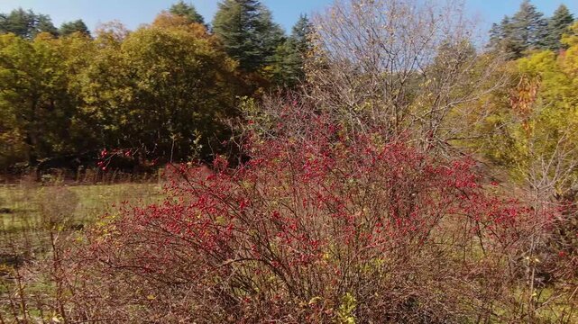 A general view of a bush laden with ripe dog rose (Rosa canina) berries in autumn. The surrounding trees display shades of yellow and green.