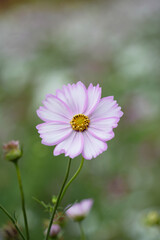 コスモス