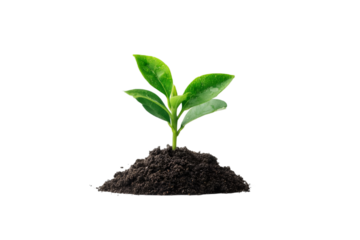 Fresh young sprout growing from rich soil, symbolizing new beginnings, growth, and the promise of a sustainable future for our planet isolated on white background