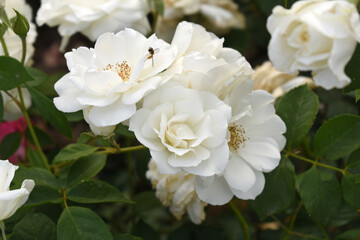 Beautiful white rose flower closeup in garden, A very beautiful white rose flower bloomed on the rose tree, Rose flower closeup, bloom flowers, Natural spring flower, Natural floral background,