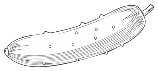 Fototapeta premium Single Pickle Vegetable Line Drawing Illustration with Textured Surface and Seeds