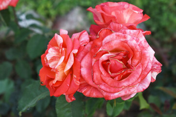 Beautiful pink rose flower closeup in garden, A very beautiful pink yellow rose flower bloomed on the rose tree, Rose flower closeup, bloom flowers, Natural spring flower floral background