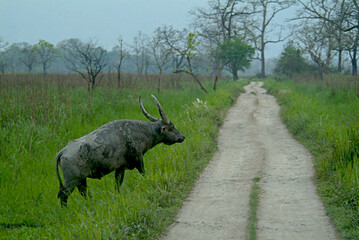 Wild Water Buffalo Crossing Forest Trail, Kaziranga National Park, Assam, India