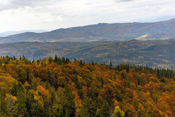 Colorful mountain forest landscape in autumn. Vibrant autumn foliage blankets rolling forested mountains under a cloudy sky, showcasing a scenic seasonal view from above.