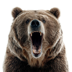 Obraz premium Angry Bear Isolated on Transparent Background. PNG.
