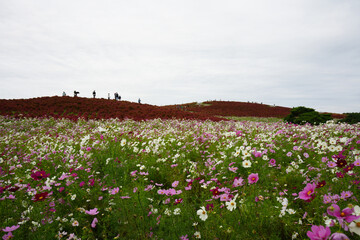 コスモスとコキア