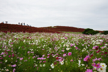 コスモスとコキア