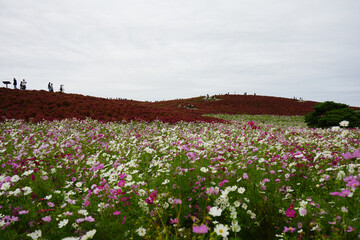 コスモスとコキア