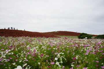 コスモスとコキア