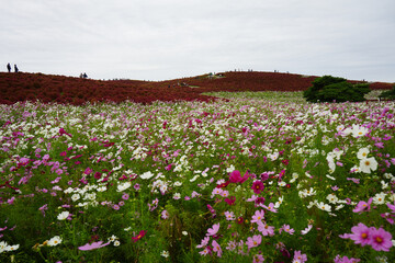 コスモスとコキア