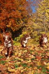 Three dogs are running through a field of yellow leaves