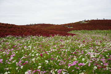 コスモスとコキア