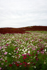 コスモスとコキア