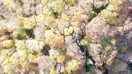 Aerial view of dense autumn forest with colorful fall foliage