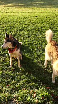 Two dogs are walking in a grassy field