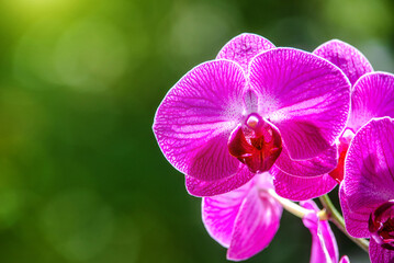 Purple Orchid branch on green natural background
