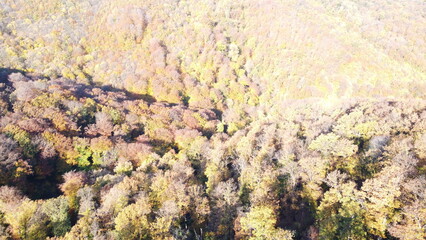 Aerial view of dense autumn forest with colorful fall foliage