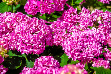 Fototapeta premium Pink hydrangea blooms in summer in the city Park