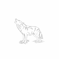 sketch of a wolf howling on a white background