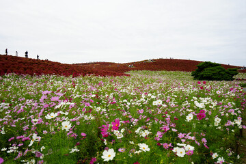 コスモスとコキア
