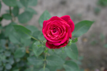 Beautiful red rose flower closeup in garden, A very beautiful red rose flower bloomed on the rose tree, Rose flower closeup, bloom flowers, Natural spring flower, Natural floral background,