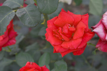 Beautiful red rose flower closeup in garden, A very beautiful red rose flower bloomed on the rose tree, Rose flower closeup, bloom flowers, Natural spring flower, Natural floral background,