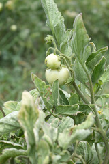 Green unripe Tomato, Green tomatoes plantation. Organic farming, young unripe tomato plant growth in greenhouse, Fresh green unripe tomatoes growing in the garden, Vegetable plantation with tomatoes