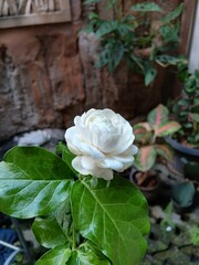 Close-Up of a Blooming Arabian Jasmine Flower