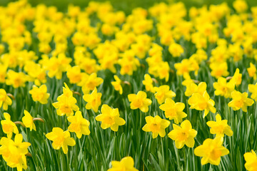 Obraz premium Field of Yellow Daffodils in Bloom – Springtime Radiance with Green Foliage & Natural Beauty 