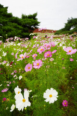 コスモスとコキア