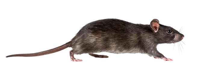 rat, isolated on white background