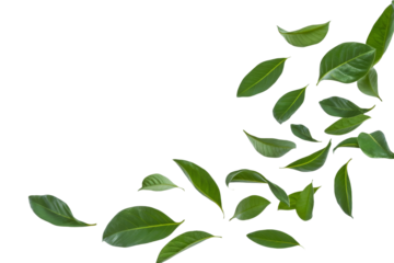 green leaves composition on white background