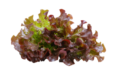 fresh red leaf lettuce on white background.