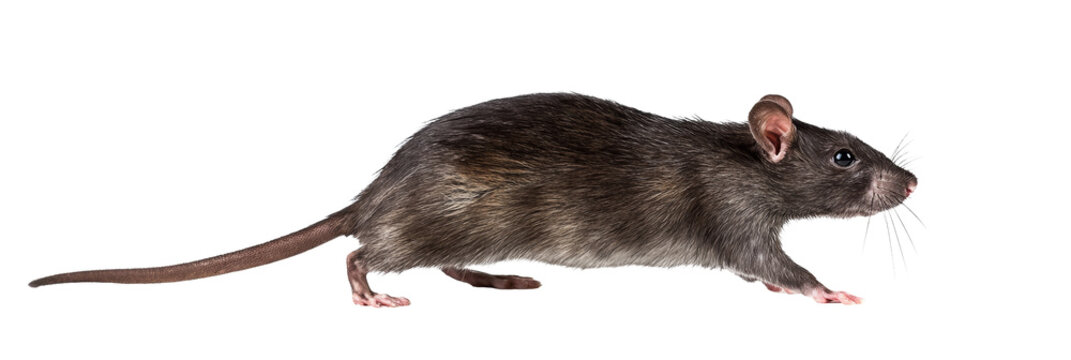 rat, isolated on white background - Powered by Adobe