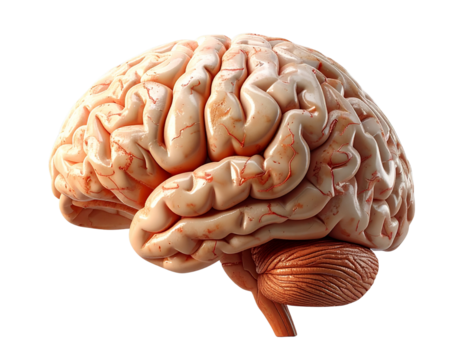  Human Brain Anatomy – Detailed Neural Structure PNG