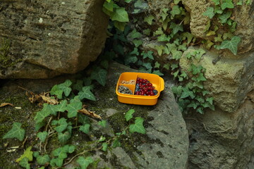 Fresh berries and nuts in yellow lunch box on mossy stone with ivy leaves