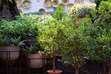 In a lush garden, small citrus trees in pots are surrounded by aloe plants in large containers, alongside various decorative plants. Brightly colored plates adorn the walls in the background.