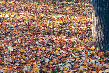 autumn leaves background