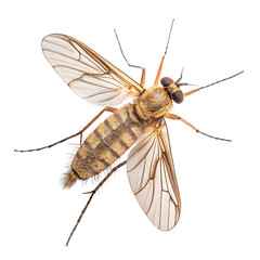 Sandfly insect pest isolated on a transparent background png