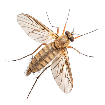 Sandfly insect pest isolated on a transparent background png