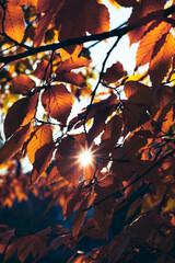 autumn leaves with sunrays