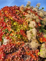 autumn leaves on the rocks