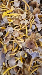 Freshly harvested wild mushrooms displayed on a market table for sale in autumn